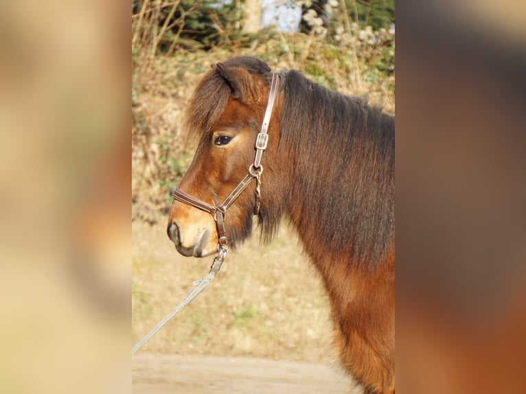 Caballos islandeses Caballo castrado 6 años 143 cm Castaño oscuro in Emmendingen