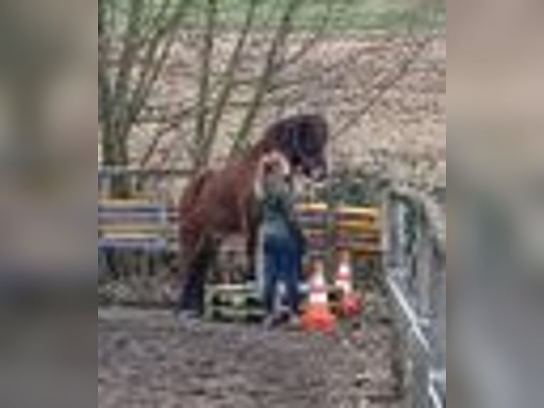 Caballos islandeses Caballo castrado 6 años 143 cm Castaño oscuro in Emmendingen