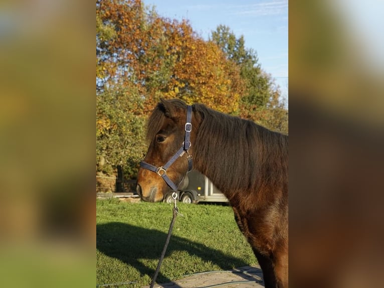 Caballos islandeses Caballo castrado 6 años 143 cm Castaño oscuro in Emmendingen