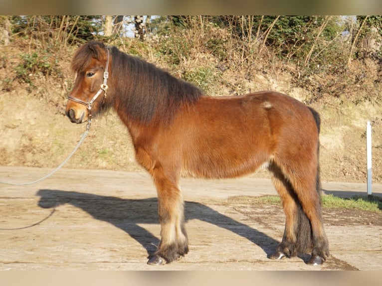 Caballos islandeses Caballo castrado 6 años 143 cm Castaño oscuro in Emmendingen