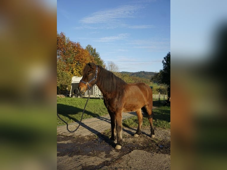 Caballos islandeses Caballo castrado 6 años 143 cm Castaño oscuro in Emmendingen