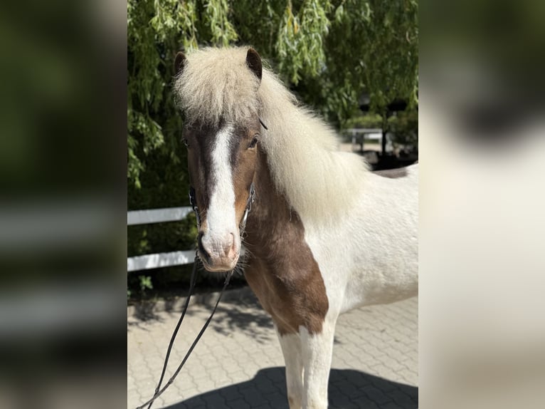 Caballos islandeses Caballo castrado 6 años 143 cm Pío in Lochen am See