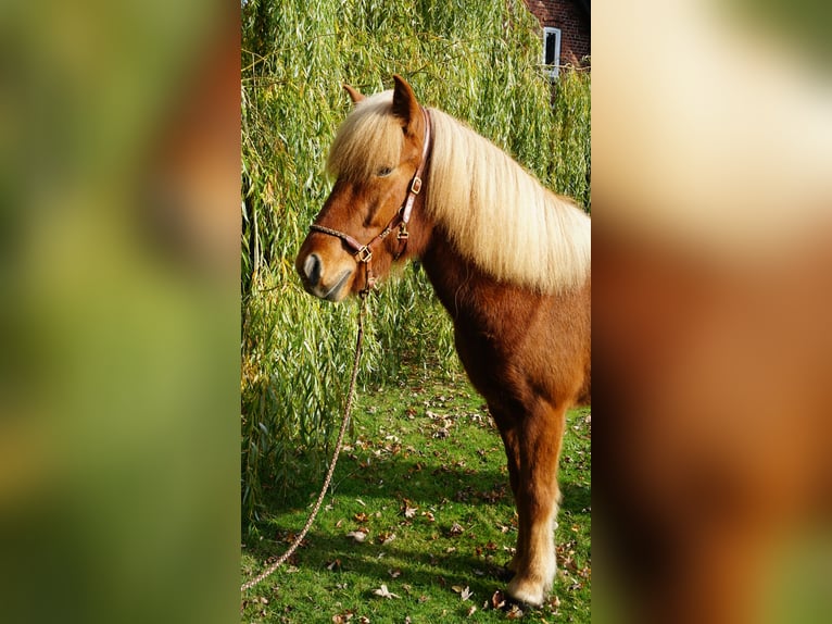 Caballos islandeses Caballo castrado 6 años 144 cm Alazán in Bruchhausen-Vilsen