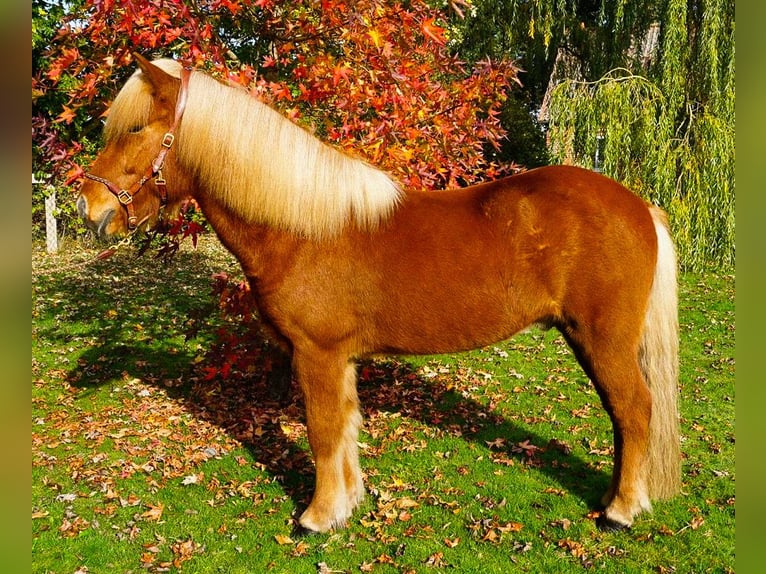 Caballos islandeses Caballo castrado 6 años 144 cm Alazán in Bruchhausen-Vilsen