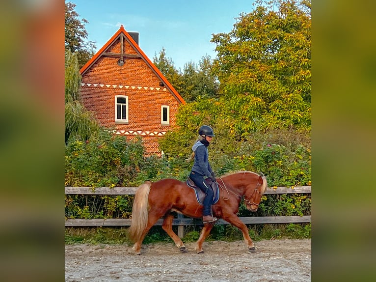 Caballos islandeses Caballo castrado 6 años 144 cm Alazán in Bruchhausen-Vilsen