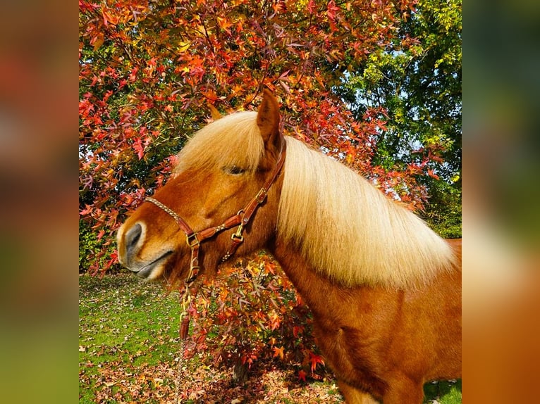 Caballos islandeses Caballo castrado 6 años 144 cm Alazán in Bruchhausen-Vilsen