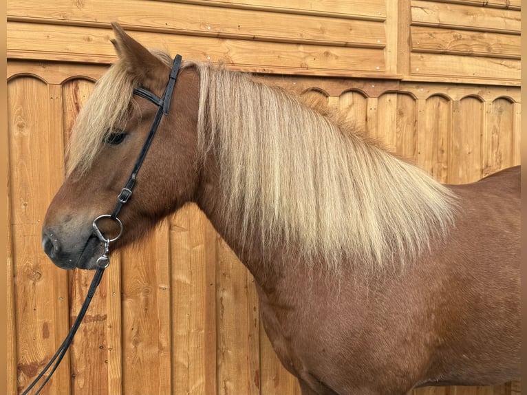 Caballos islandeses Caballo castrado 6 años 144 cm Alazán in Mining