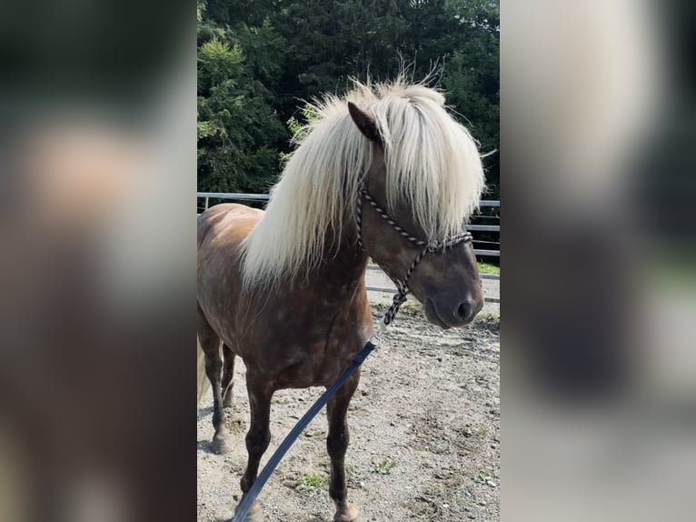 Caballos islandeses Caballo castrado 6 años 144 cm in Heimenkirch