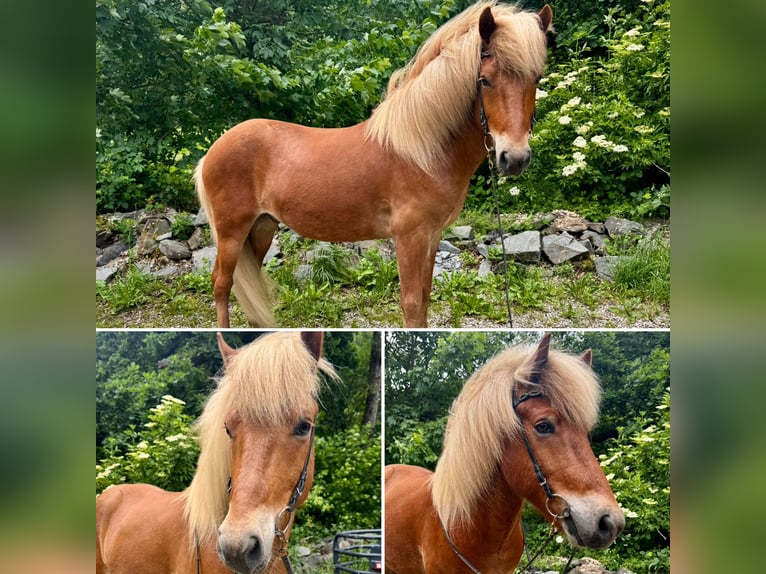 Caballos islandeses Caballo castrado 6 años 145 cm Alazán in Roetgen