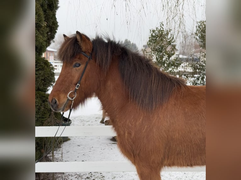 Caballos islandeses Caballo castrado 6 años 145 cm Castaño in Lochen am See