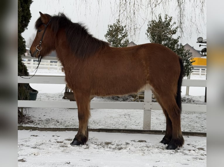 Caballos islandeses Caballo castrado 6 años 145 cm Castaño in Lochen am See