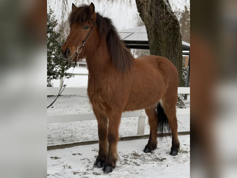 Caballos islandeses Caballo castrado 6 años 145 cm Castaño in Lochen am See