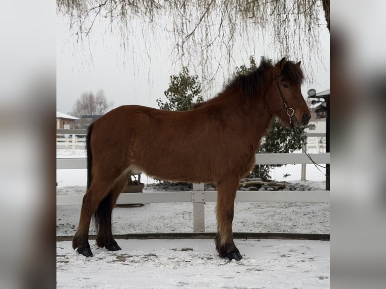 Caballos islandeses Caballo castrado 6 años 145 cm Castaño in Lochen am See