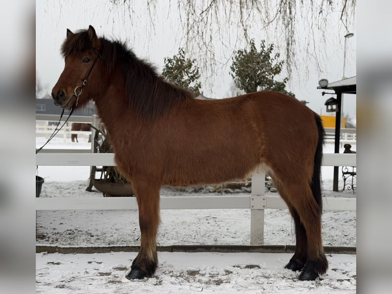 Caballos islandeses Caballo castrado 6 años 145 cm Castaño in Lochen am See