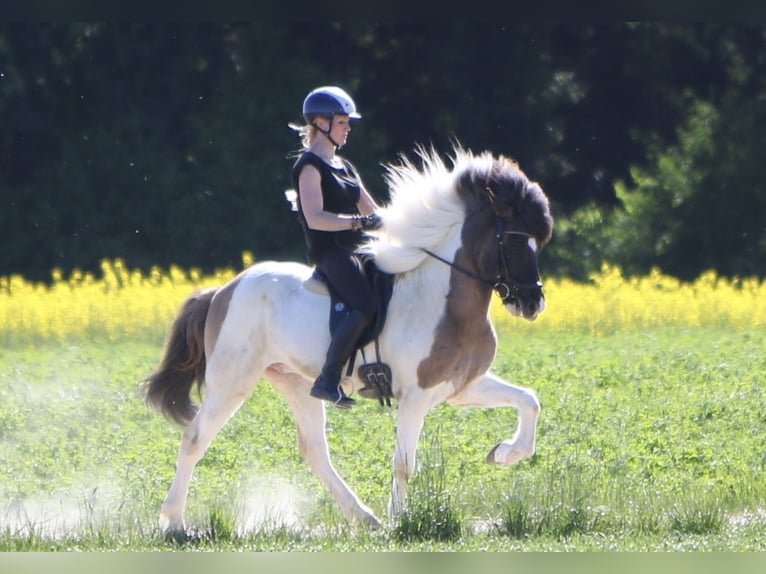 Caballos islandeses Caballo castrado 6 años 145 cm Pío in Tann