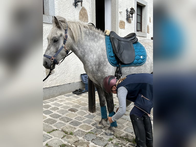 Caballos islandeses Caballo castrado 6 años 146 cm Tordo rodado in Linz