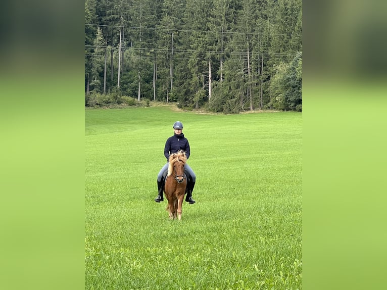 Caballos islandeses Caballo castrado 6 años 146 cm Tordo rodado in Linz