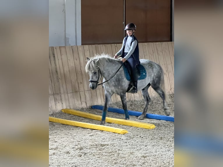 Caballos islandeses Caballo castrado 6 años 146 cm Tordo rodado in Weidet