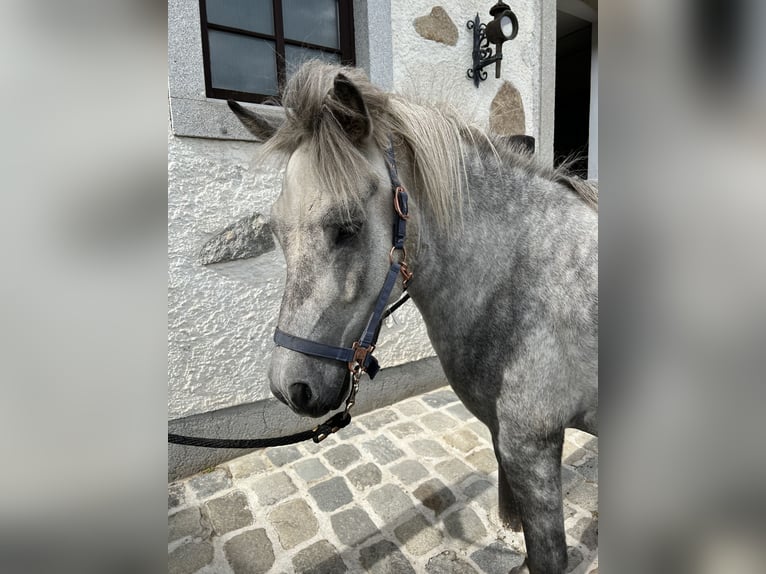 Caballos islandeses Caballo castrado 6 años 146 cm Tordo rodado in Weidet