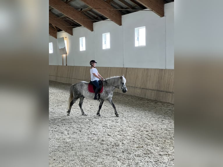 Caballos islandeses Caballo castrado 6 años 146 cm Tordo rodado in Weidet