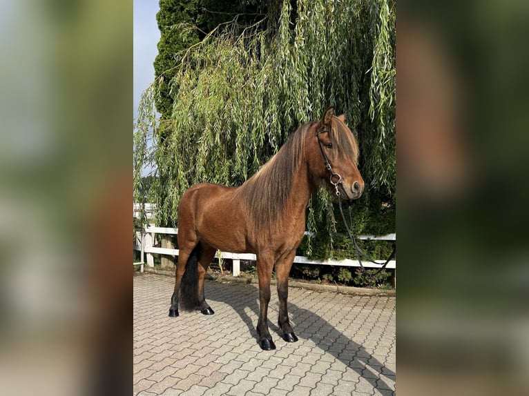 Caballos islandeses Caballo castrado 6 años 147 cm Castaño in Lochen am See