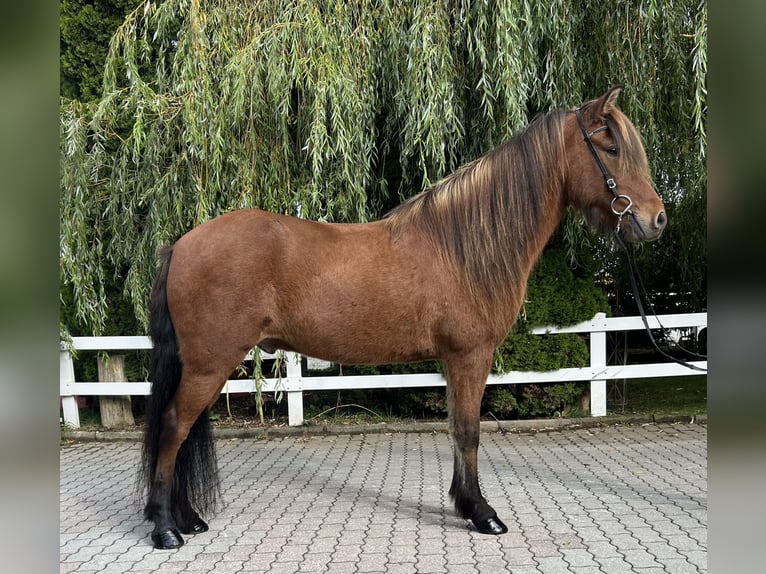 Caballos islandeses Caballo castrado 6 años 147 cm Castaño in Lochen am See