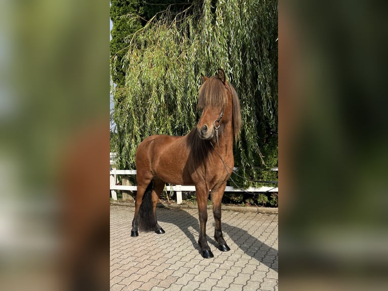 Caballos islandeses Caballo castrado 6 años 147 cm Castaño in Lochen am See