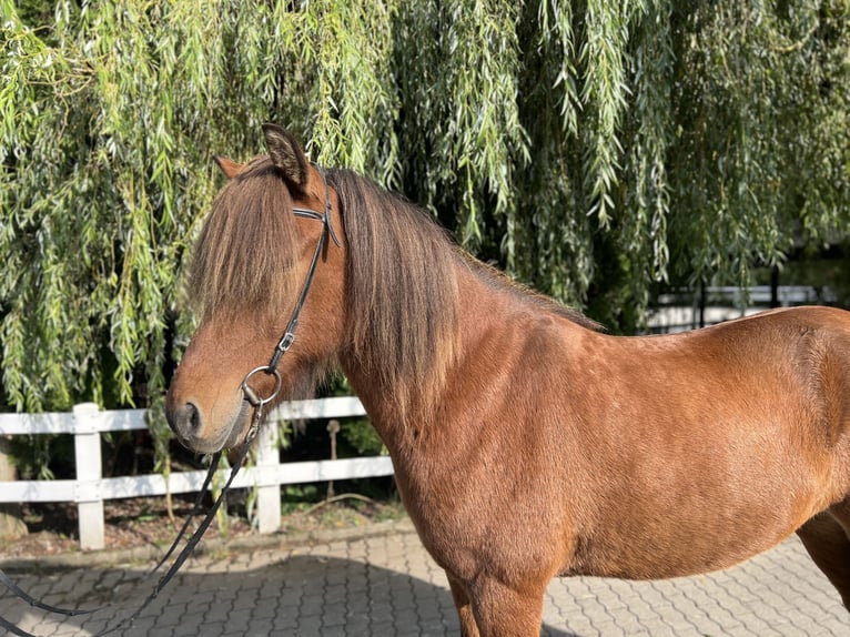 Caballos islandeses Caballo castrado 6 años 147 cm Castaño in Lochen am See