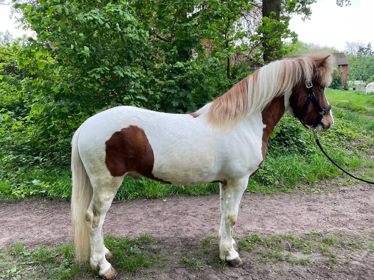 Caballos islandeses Caballo castrado 6 años 148 cm Pío in Lingen