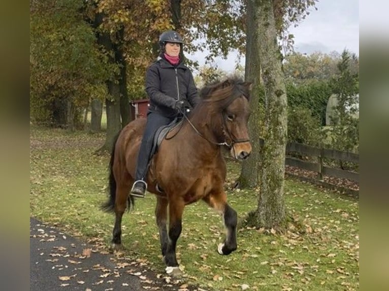 Caballos islandeses Caballo castrado 6 años 149 cm Castaño in Schneverdingen