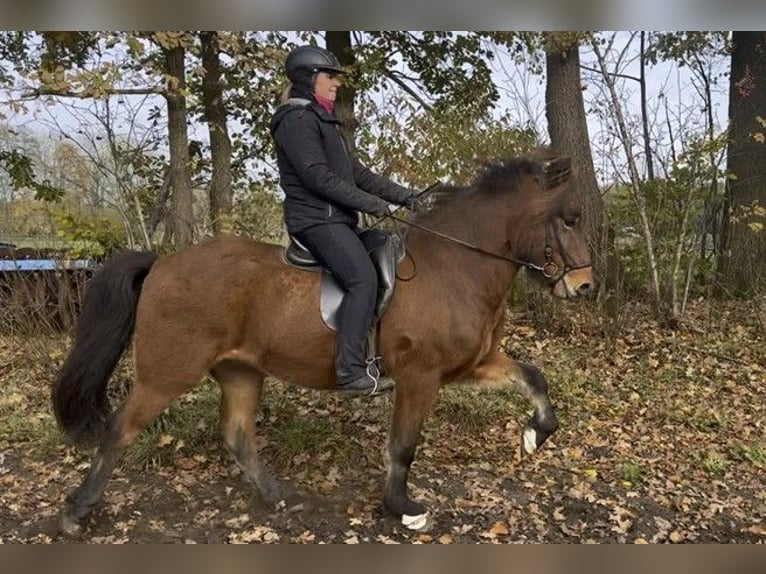 Caballos islandeses Caballo castrado 6 años 149 cm Castaño in Schneverdingen