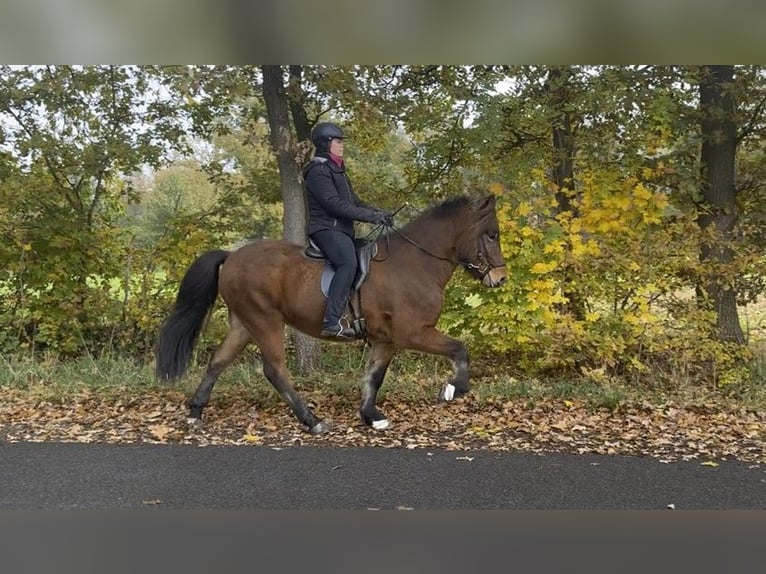 Caballos islandeses Caballo castrado 6 años 149 cm Castaño in Schneverdingen