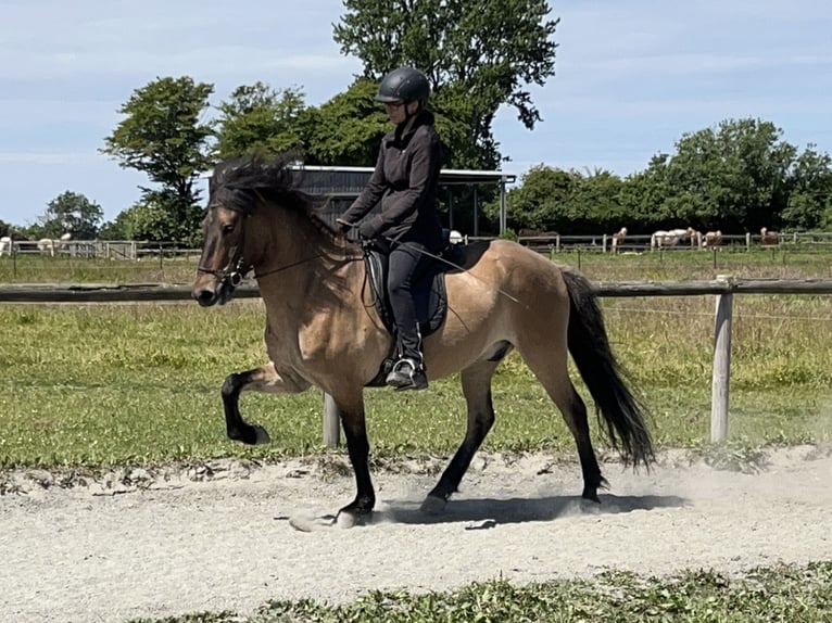 Caballos islandeses Caballo castrado 6 años 150 cm Bayo in Hohenfelde