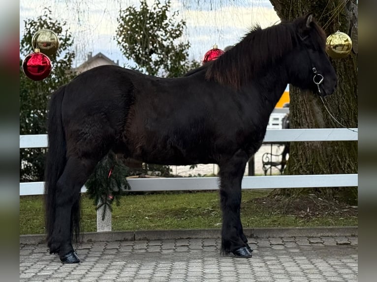 Caballos islandeses Caballo castrado 6 años 150 cm Negro in Lochen am See