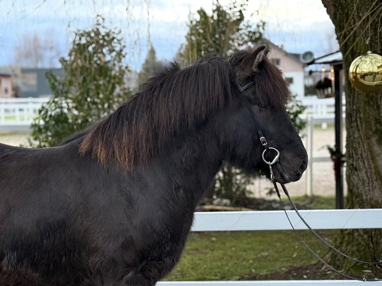 Caballos islandeses Caballo castrado 6 años 150 cm Negro in Lochen am See