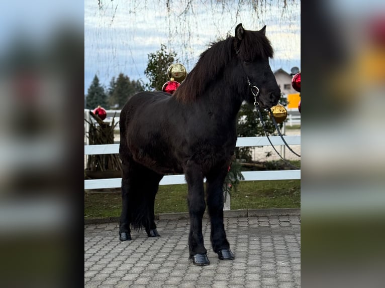 Caballos islandeses Caballo castrado 6 años 150 cm Negro in Lochen am See