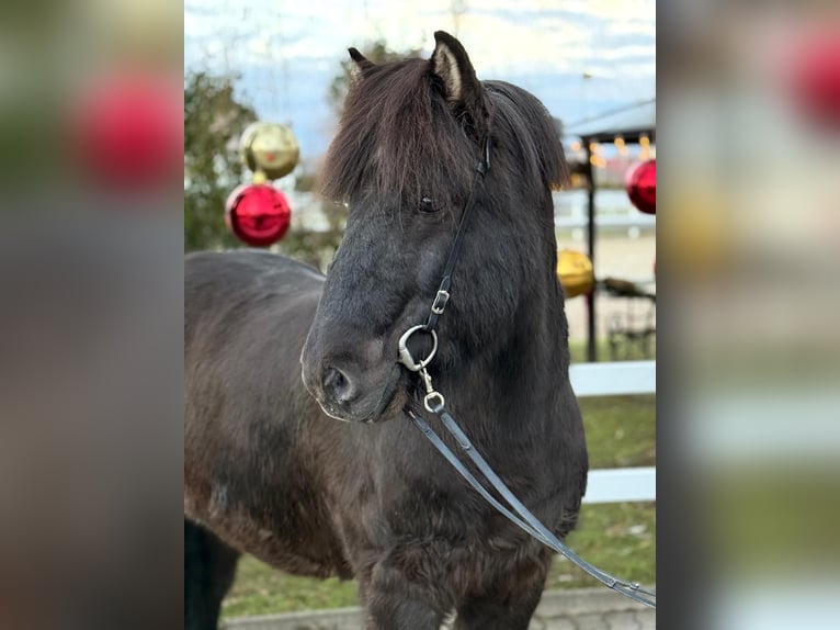 Caballos islandeses Caballo castrado 6 años 150 cm Negro in Lochen am See