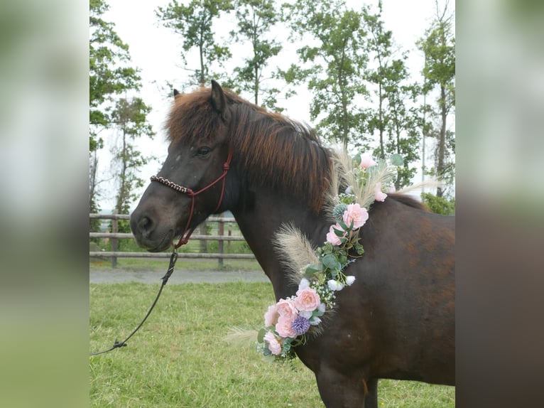 Caballos islandeses Caballo castrado 6 años 150 cm Negro in Euskirchen