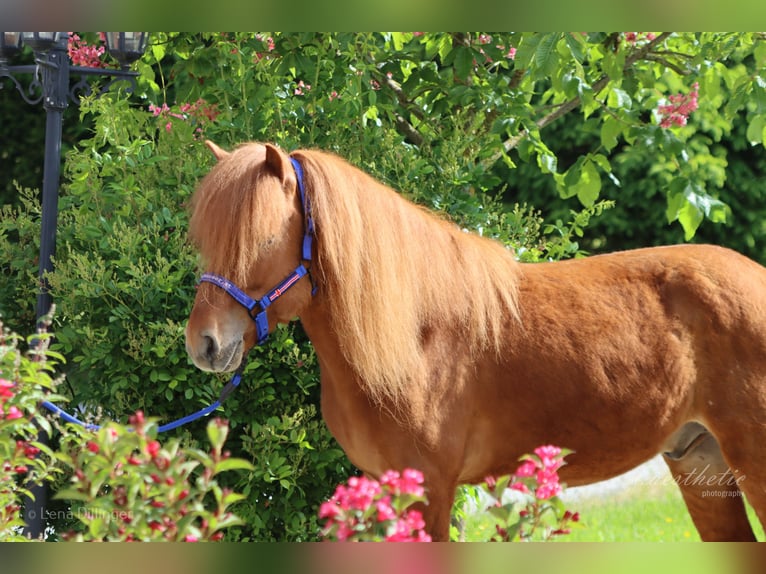 Caballos islandeses Caballo castrado 6 años Alazán in Straßwalchen