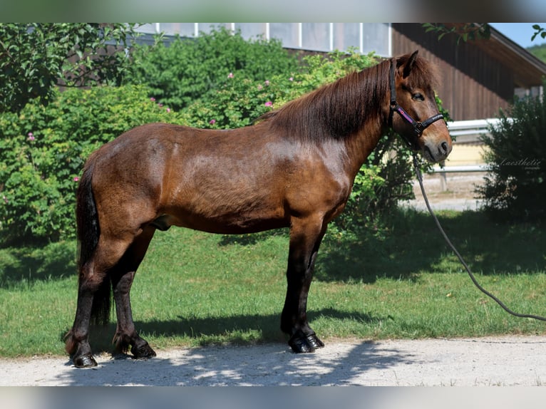 Caballos islandeses Caballo castrado 6 años Castaño in Stra&#xDF;walchen