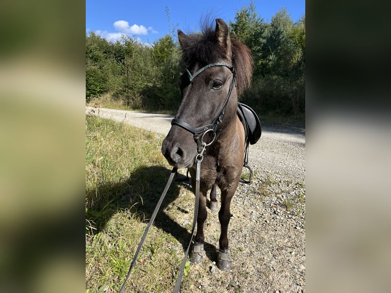 Caballos islandeses Caballo castrado 7 años 132 cm Bayo in Staufenberg