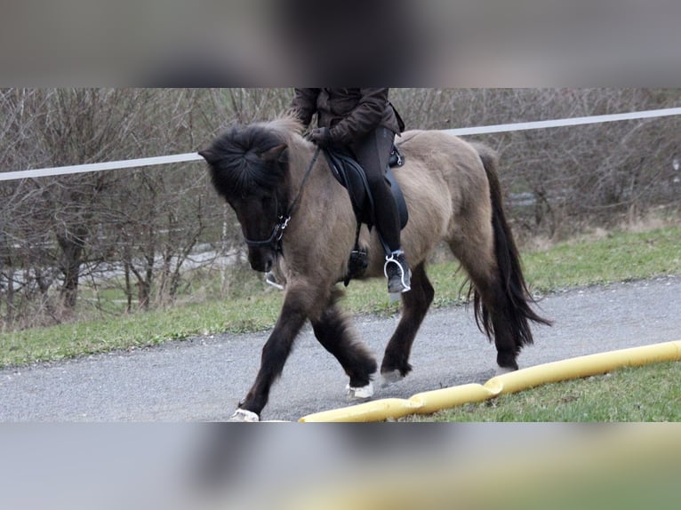 Caballos islandeses Caballo castrado 7 años 132 cm Bayo in Staufenberg