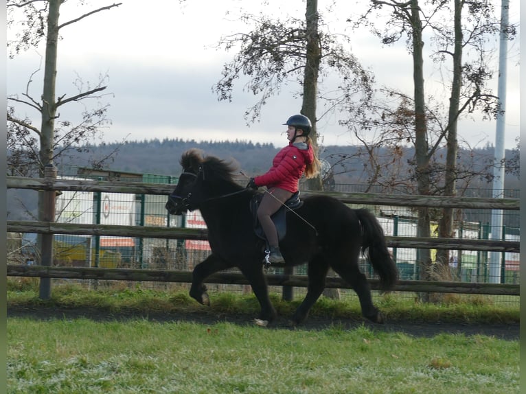 Caballos islandeses Caballo castrado 7 años 133 cm Negro in Euskirchen