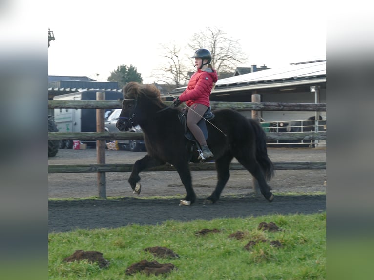 Caballos islandeses Caballo castrado 7 años 133 cm Negro in Euskirchen