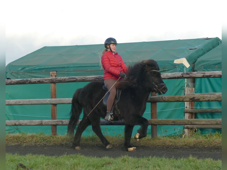 Caballos islandeses Caballo castrado 7 años 133 cm Negro in Euskirchen