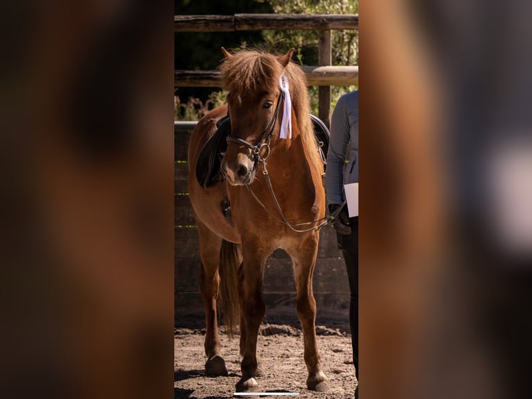 Caballos islandeses Caballo castrado 7 años 135 cm Alazán in Eynatten