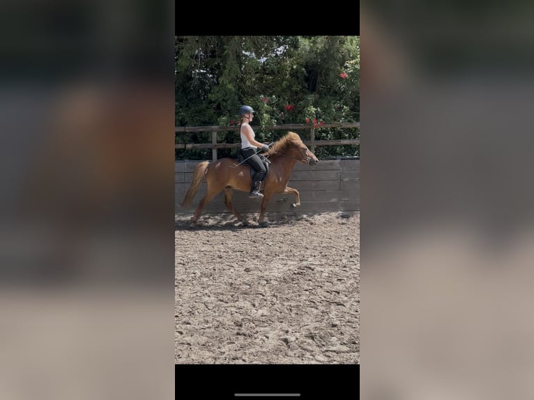 Caballos islandeses Caballo castrado 7 años 135 cm Alazán in Eynatten