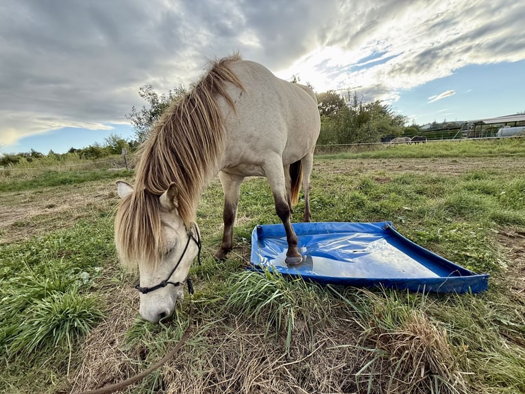 Caballos islandeses Caballo castrado 7 años 136 cm Buckskin/Bayo in Liederbach am Taunus