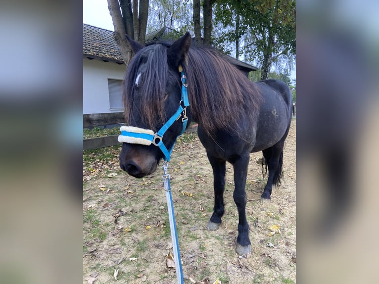 Caballos islandeses Caballo castrado 7 años 136 cm Castaño oscuro in Bottrop