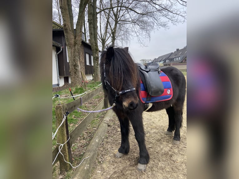 Caballos islandeses Caballo castrado 7 años 136 cm Castaño oscuro in Bottrop